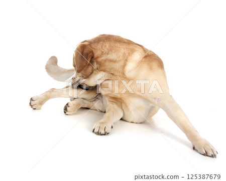 adult labrador retriever 125387679