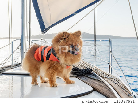 pomeranian and life jacket 125387681