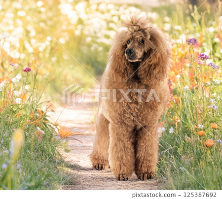 standard poodle in nature standard poodle in nature 125387692