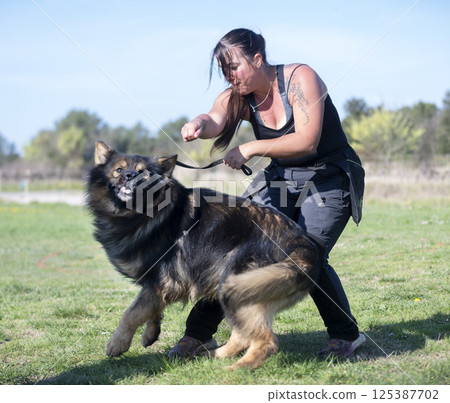 obedience training with a Altdeutsche Schaferhund 125387702