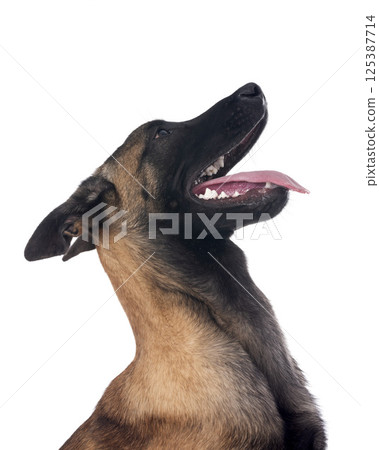 young malinois in studio 125387714