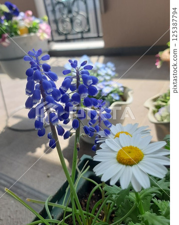 紫色花朵，花朵，美麗，園藝 125387794