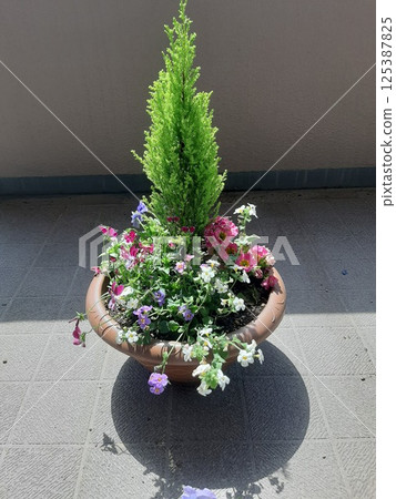 威瑪植物露台植物綠植 125387825