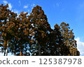 大樹的風景照片 125387978