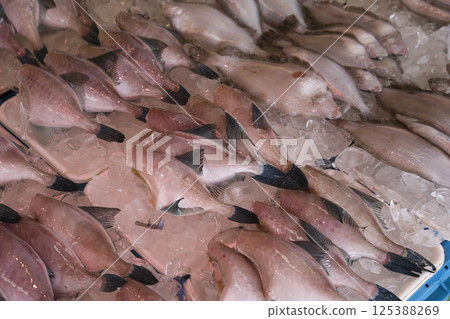 河豚片 河豚片 125388269