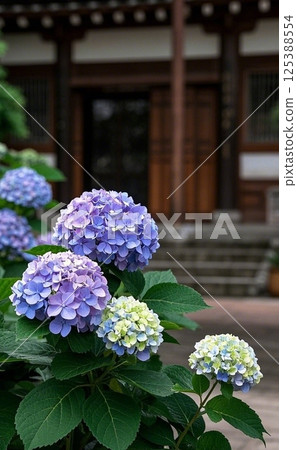 寺廟裡盛開的美麗繡球花 寺廟裡盛開的美麗繡球花 125388554