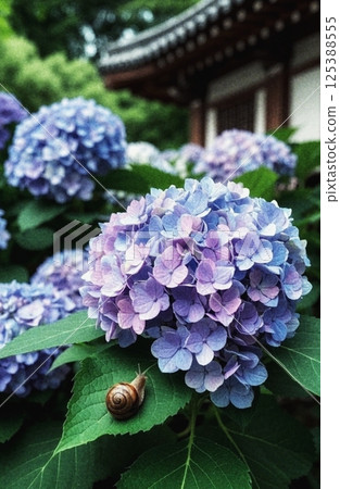 寺廟裡盛開的美麗繡球花和蝸牛 125388555