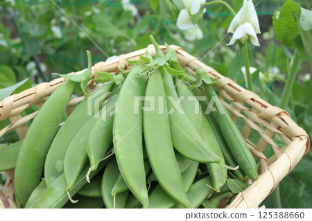 收穫的豌豆 125388660