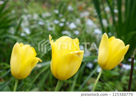 黃色鬱金香 黃色鬱金香 125388779