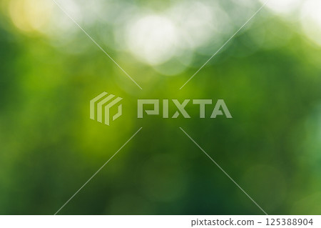 Green blur background of trees and leaves with light 125388904