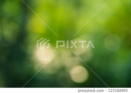 Green blur background of trees and leaves with light 125388905