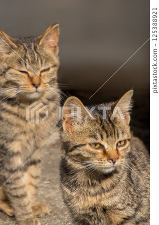 Cat Cat 125388921