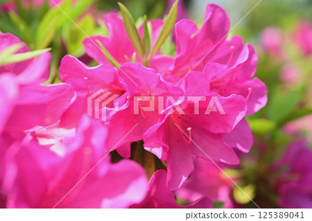Azalea Azalea 125389041