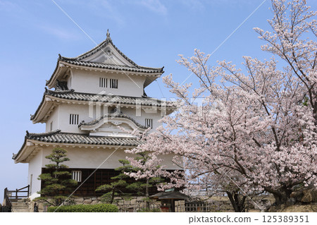 Spring: Cherry blossoms in full bloom at Marugame Castle 125389351