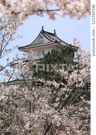 Spring: Cherry blossoms in full bloom at Marugame Castle 125389386