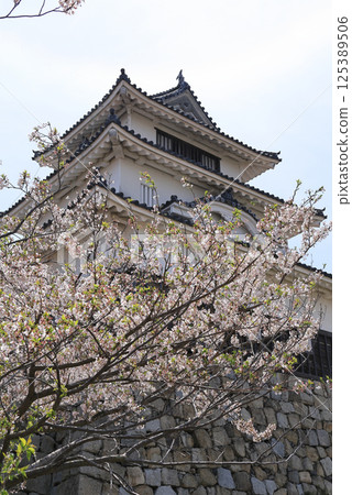 Spring: Cherry blossoms in full bloom at Marugame Castle tower (viewed from Ninomaru) 125389506