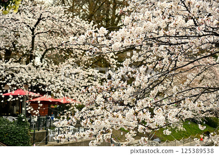 富山市松川沿岸的櫻花 富山市松川沿岸的櫻花 125389538