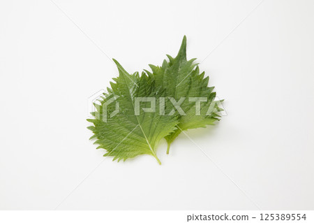 Macrophyll  125389554