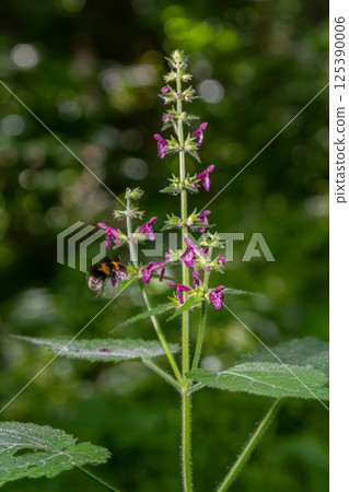 Close up of a hedge woundwort stachys sylvatica flower in bloom Close up of a hedge woundwort stachys sylvatica flower in bloom 125390006