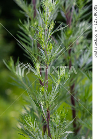 Artemisia vulgaris common mugwort allergen flowering 125390008