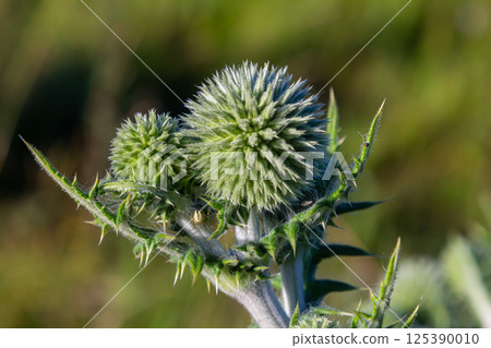 In the wild, the honey plant echinops sphaerocephalus blooms 125390010