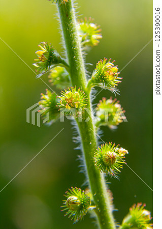 Common agrimony seeds, Latin name Agrimonia eupatoria 125390016