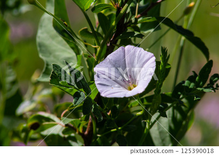 Field bindweed or Convolvulus arvensis European bindweed Creeping Jenny Possession vine herbaceous perennial plant with open and closed white flowers surrounded with dense green leaves Field bindweed or Convolvulus arvensis European bindweed Creeping Jenny Possession vine herbaceous perennial plant with open and closed white flowers surrounded with dense green leaves 125390018
