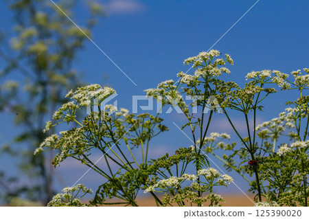 Selective focus of white flowers Cow Parsley in spring, Anthriscus sylvestris, Wild chervil or keck is a herbaceous biennial or short-lived perennial plant in the family Apiaceae, Natural background Selective focus of white flowers Cow Parsley in spring, Anthriscus sylvestris, Wild chervil or keck is a herbaceous biennial or short-lived perennial plant in the family Apiaceae, Natural background 125390020