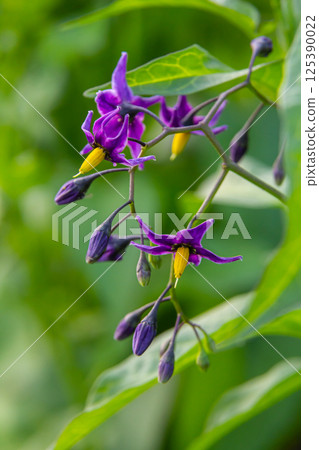 Bittersweet nightshade Solanum dulcamara flowers and buds with leaves. Place for text Bittersweet nightshade Solanum dulcamara flowers and buds with leaves. Place for text 125390022
