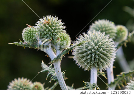 In the wild, the honey plant echinops sphaerocephalus blooms 125390023