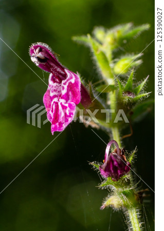 Close up of a hedge woundwort stachys sylvatica flower in bloom Close up of a hedge woundwort stachys sylvatica flower in bloom 125390027
