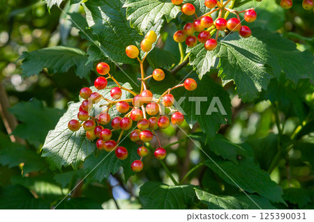 Viburnum ordinary , or Viburnum red Viburnum opulus is a deciduous woody plant in autumn Viburnum ordinary , or Viburnum red Viburnum opulus is a deciduous woody plant in autumn 125390031