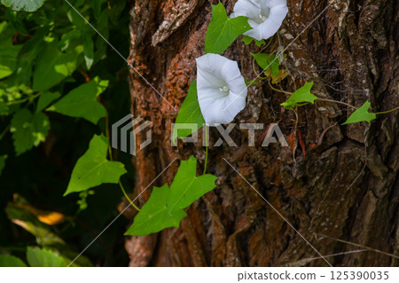 Field bindweed or Convolvulus arvensis European bindweed Creeping Jenny Possession vine herbaceous perennial plant with open and closed white flowers surrounded with dense green leaves Field bindweed or Convolvulus arvensis European bindweed Creeping Jenny Possession vine herbaceous perennial plant with open and closed white flowers surrounded with dense green leaves 125390035