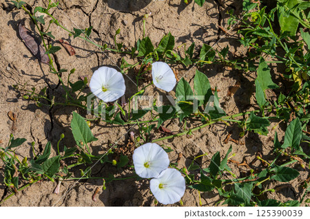 Field bindweed or Convolvulus arvensis European bindweed Creeping Jenny Possession vine herbaceous perennial plant with open and closed white flowers surrounded with dense green leaves Field bindweed or Convolvulus arvensis European bindweed Creeping Jenny Possession vine herbaceous perennial plant with open and closed white flowers surrounded with dense green leaves 125390039