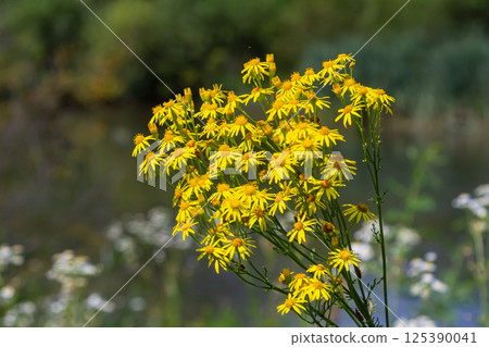 Wild plant Jacobaea vulgaris in the forest meadow. Known as ragwort, stinking Willie or tansy ragwort. Yellow delicate flower on a green background 125390041