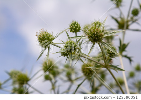 In the wild grows a thistle Eryngium Campestre, known as field eryngo. It is a species of Eryngium, which is used medicinally In the wild grows a thistle Eryngium Campestre, known as field eryngo. It is a species of Eryngium, which is used medicinally 125390051