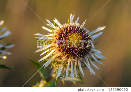 Carlina biebersteinii plant at field at nature. Carlina vulgaris or Carline thistle, family Asteraceae Compositae. Carlina corymbosa Carlina biebersteinii plant at field at nature. Carlina vulgaris or Carline thistle, family Asteraceae Compositae. Carlina corymbosa 125390060