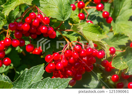 Viburnum ordinary , or Viburnum red Viburnum opulus is a deciduous woody plant in autumn Viburnum ordinary , or Viburnum red Viburnum opulus is a deciduous woody plant in autumn 125390061