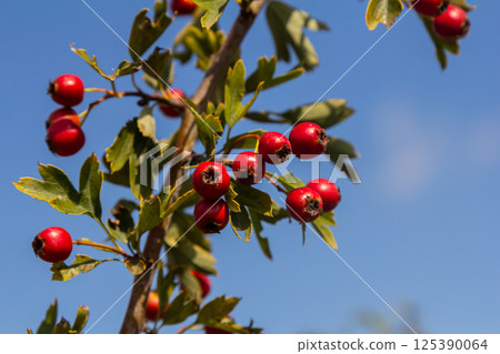 clusters of red fruits Crataegus coccinata tree close up 125390064