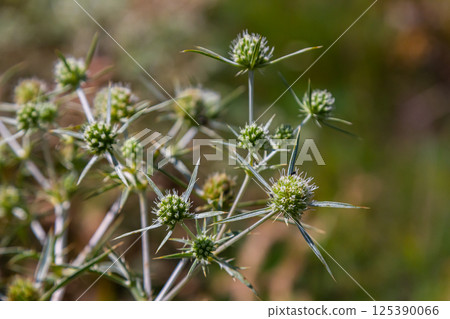 In the wild grows a thistle Eryngium Campestre, known as field eryngo. It is a species of Eryngium, which is used medicinally In the wild grows a thistle Eryngium Campestre, known as field eryngo. It is a species of Eryngium, which is used medicinally 125390066