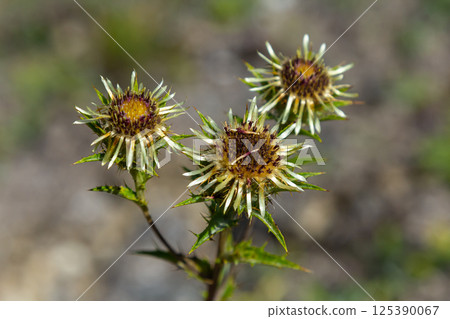Carlina biebersteinii plant at field at nature. Carlina vulgaris or Carline thistle, family Asteraceae Compositae. Carlina corymbosa Carlina biebersteinii plant at field at nature. Carlina vulgaris or Carline thistle, family Asteraceae Compositae. Carlina corymbosa 125390067