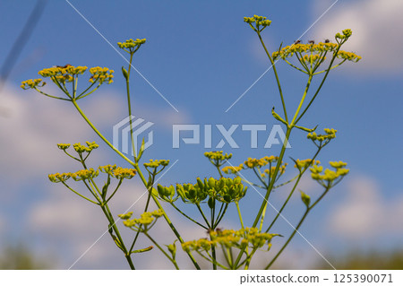 Close up of Wild Parsnip Pastinaca sativa yellow blossoms Close up of Wild Parsnip Pastinaca sativa yellow blossoms 125390071