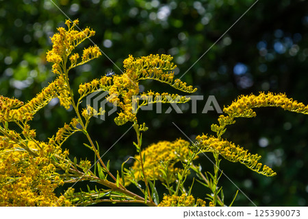 Canadian goldenrod, cluster of small yellow flower heads, close up. Solidago canadensis or brendiae is an ornamental perennial herb, herbaceous flowering plant of the family Asteraceae, Compositae Canadian goldenrod, cluster of small yellow flower heads, close up. Solidago canadensis or brendiae is an ornamental perennial herb, herbaceous flowering plant of the family Asteraceae, Compositae 125390073