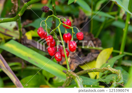 Red berries of woody nightshade, also known as bittersweet, Solanum dulcamara seen in August Red berries of woody nightshade, also known as bittersweet, Solanum dulcamara seen in August 125390074