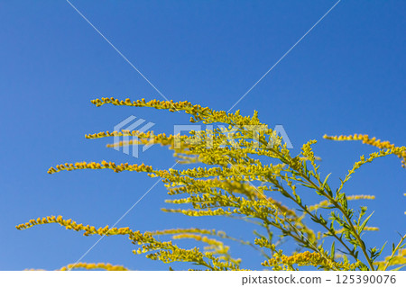 Canadian goldenrod, cluster of small yellow flower heads, close up. Solidago canadensis or brendiae is an ornamental perennial herb, herbaceous flowering plant of the family Asteraceae, Compositae Canadian goldenrod, cluster of small yellow flower heads, close up. Solidago canadensis or brendiae is an ornamental perennial herb, herbaceous flowering plant of the family Asteraceae, Compositae 125390076