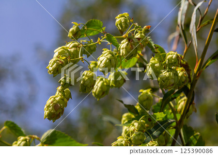 Hops flowers, of the hop plant Humulus lupulus, for beer production growing in the Bavaria by the Danube river on a sunny day Hops flowers, of the hop plant Humulus lupulus, for beer production growing in the Bavaria by the Danube river on a sunny day 125390086