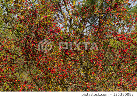 clusters of red fruits Crataegus coccinata tree close up 125390092