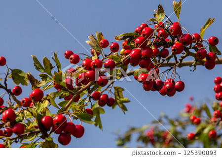 clusters of red fruits Crataegus coccinata tree close up 125390093