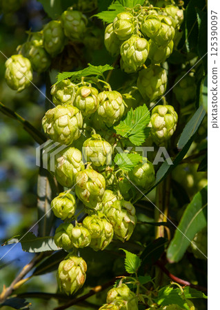 Hops flowers, of the hop plant Humulus lupulus, for beer production growing in the Bavaria by the Danube river on a sunny day 125390097
