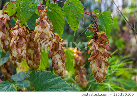 Hops flowers, of the hop plant Humulus lupulus, for beer production growing in the Bavaria by the Danube river on a sunny day 125390100